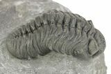 Phacopid (Adrisiops) Trilobite - Jbel Oudriss, Morocco #254771-2